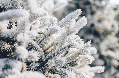 Frostiger Start des meteorlogischen Winters am 1.12.: Kommt die weiße Weihnacht - oder dreht La Niña noch das Ruder?
