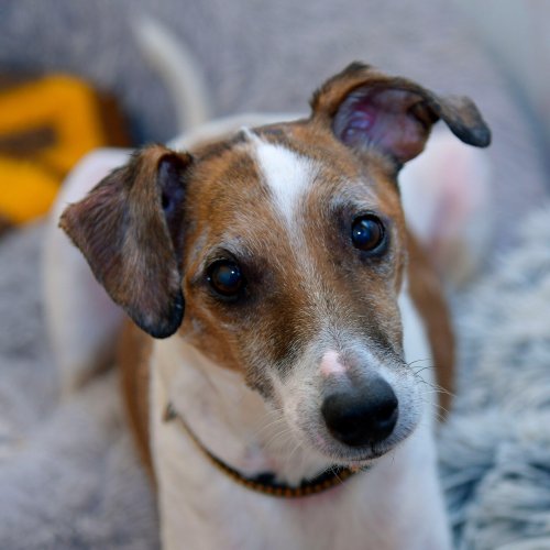 Tierheim Bamberg: Hund Sammy sucht ein ruhiges Zuhause