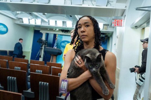 Katze auf Abwegen sorgt für Aufsehen im Weißen Haus