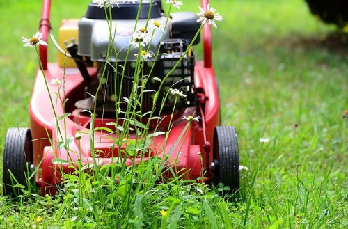 Warum man im Mai den Rasen im Garten nicht mähen sollte