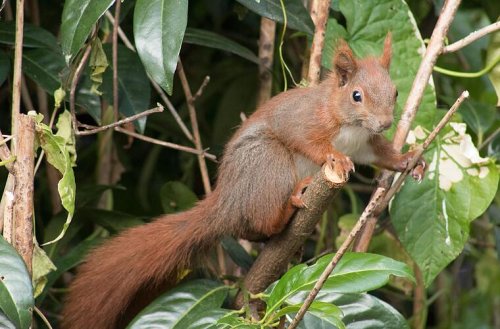 Bamberg: Gemeinsam Eichhörnchen zählen - Bund Naturschutz lädt zum Mitmachen ein