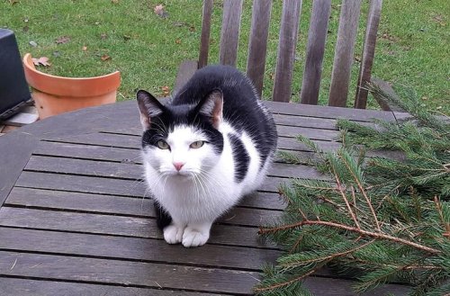 Tierheim Kulmbach: Katze "Milufa" taucht nach einem Jahr wieder auf - jetzt droht ihr traurige Zukunft