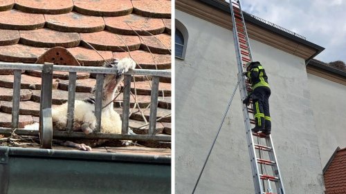 Frensdorf: Feuerwehr rettet Storchenbaby von Kirchendach