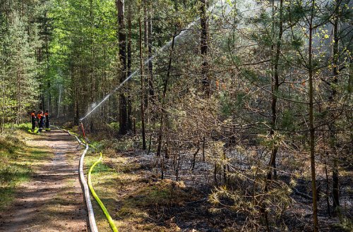 "Wirklich baff": Tierhilfe fassungslos über Verhalten in Waldbrand-Sperrgebiet
