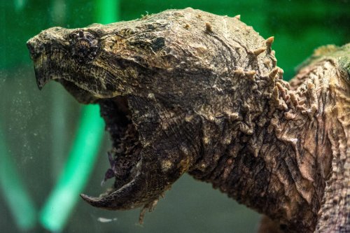 Kellinghusen: Gefährliche Schildkröte bei Kanalarbeiten entdeckt - Tierschutzorganisation reagiert