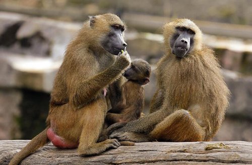 Umzug nicht möglich: Werden Affen im Tiergarten Nürnberg jetzt getötet?