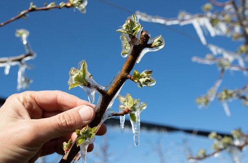 Eisheilige 2025 stehen an: Das verraten die Bauernregeln über das Wetter im Mai