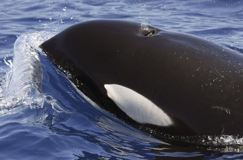 Mysteriöse Orca-Attacken versetzen Segler in Angst und Schrecken