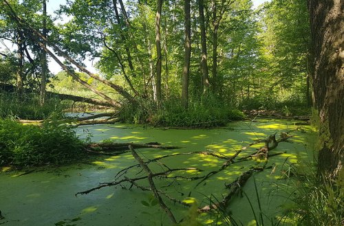 Landkreis Lichtenfels: "Welttag der Feuchtgebiete" 2023 - hier sind diese Ökosysteme zu finden