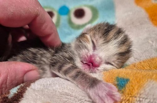 "Hoffen sehr, sie schafft es": Baby-Katze kämpft um ihr Leben - Tierheim mit eindringlichem Appell
