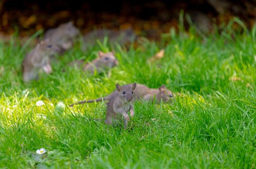 Ratten im Garten: So wirst du die Tiere effektiv los