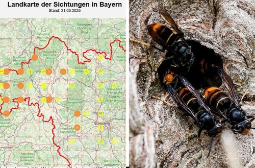 Invasive Art auf dem Vormarsch: Fränkischer Experte klärt auf - daran erkennt man sie