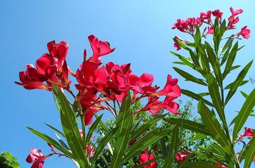 Oleander schneiden: So wird die Pflanze im Frühjahr richtig zurückgeschnitten