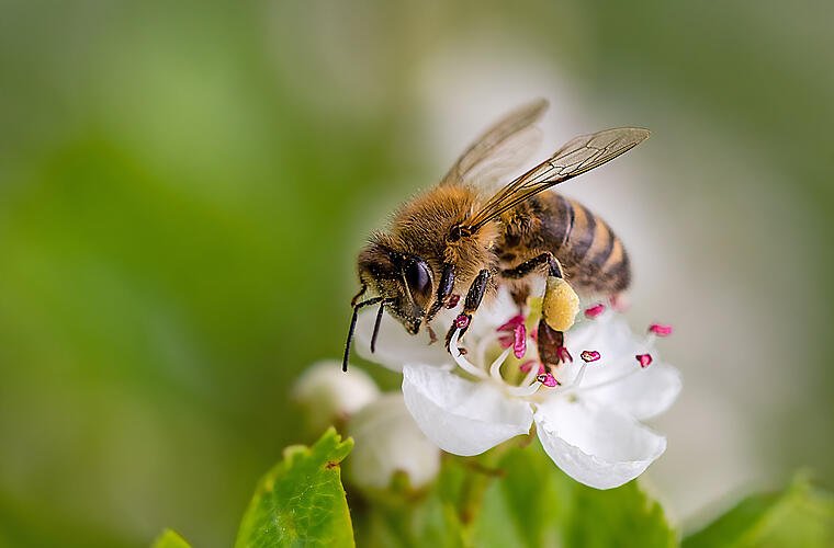 Mit diesen Pflanzen lockst du Bienen in den eigenen Garten