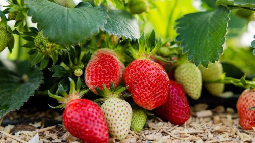Die Erdbeere ist Deutschlands Lieblingsfrucht