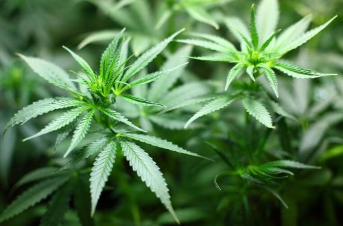 Schützt Cannabis vor einer Corona-Infektion? Studie belegt deutliche Wirkung bei Virus-Varianten