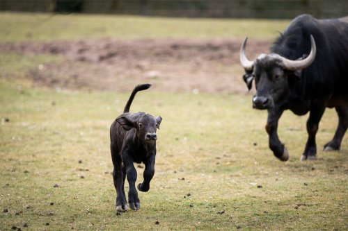Tiergarten Nürnberg freut sich über Nachwuchs: Süßer Baby-Büffel sorgt für Entzückung