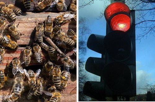 Augsburg: Bienenvolk lässt sich an Ampel nieder und verursacht Feuerwehreinsatz