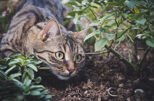 Katze aus dem Garten vertreiben: Mit diesen 5 Tipps wirst du sie friedlich los