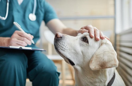 Rätselhafte Hunde-Krankheit grassiert in den USA - bald auch in Deutschland?