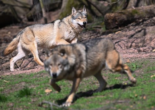 EU-Parlament macht Weg für mehr Wolf-Abschüsse frei