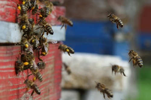 Uni Würzburg: Vielfalt der Pflanzen stärkt Honigbienen im Winter