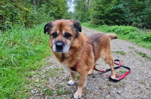 Tierheim Nürnberg: Not-OP rettete Hund Tommy das Leben - nun hofft er auf ein Happy End