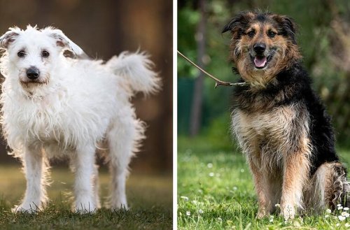 Keiner will diese Hunde: Fränkisches Tierheim stellt seine Sorgenkinder vor