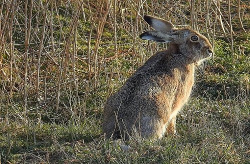 Landratsamt warnt vor Hasenpest im Kreis Würzburg - schon fünf bestätigte Fälle