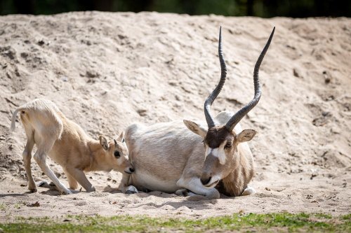 Baby-Boom im Tiergarten Nürnberg: Zoo freut sich über regen Nachwuchs