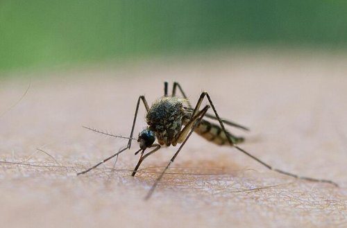 Bayern: Extreme Stechmücken-Plage - Expertin erklärt Ursache