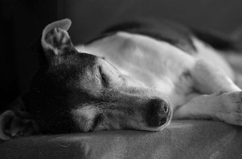 Kitzingen: Hund frisst Giftköder - Besitzerin kann durch "zügiges Handeln" Schlimmeres verhindern