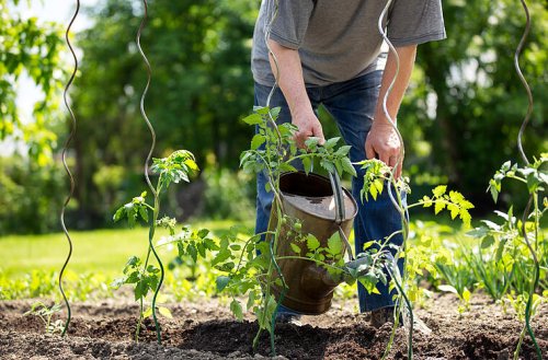 Natron bei der Gartenarbeit: Natürlicher Helfer gegen Unkraut, Schnecken und Pilzbefall