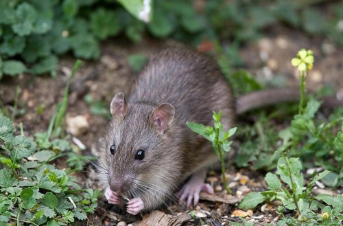 Ratten im Garten: Wie du sie loswirst und langfristig fernhältst