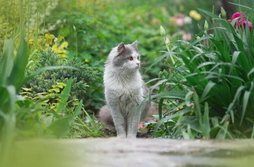 Fremde Katzen im Garten? 5 Tipps, wie du sie friedlich vertreibst