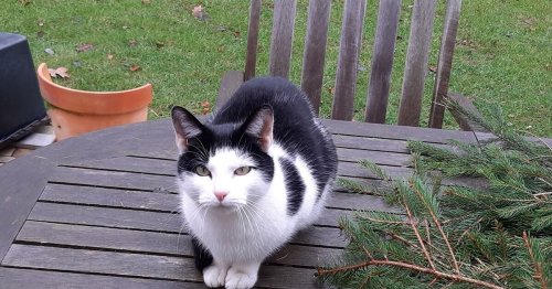 Katze "Milufa" taucht nach einem Jahr wieder auf - jetzt droht ihr traurige Zukunft im Tierheim