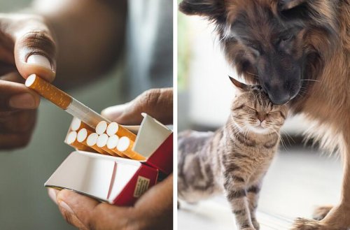 Lungenkrebs bei Haustieren durch Passivrauchen? - Das sollten Raucher mit Haustieren wissen