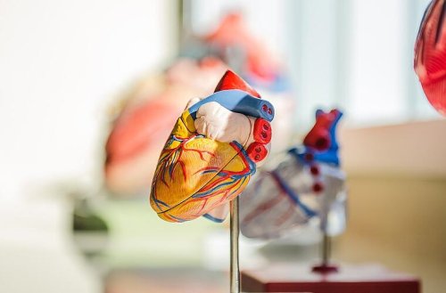 Vier Millionen Deutsche leiden an Herzschwäche: Forscher entdecken neue Behandlungsmöglichkeit