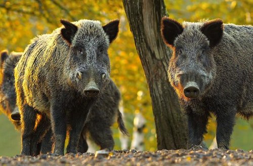 Nürnberg: Mann von Wildschweinen auf Baum gejagt - wegen Rucksack mit MacBook