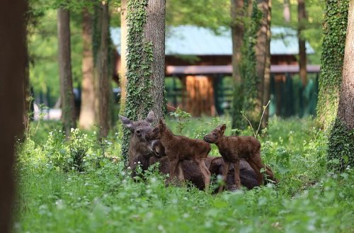 Wildpark, Kirschblüten, Bierwanderung: 5 Ausflugstipps für den Frühling in Franken