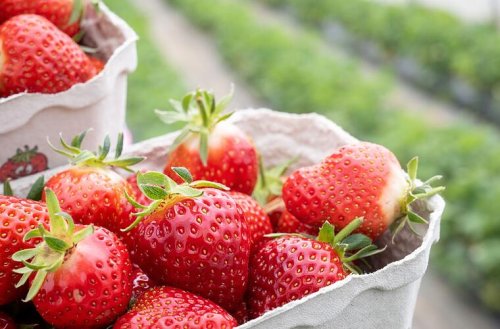 Täglich Erdbeeren essen: 4 Gründe, warum das eine gute Idee ist - und was dagegen spricht