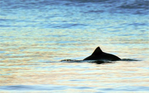 Immer weniger Schweinswale in der deutschen Ostsee