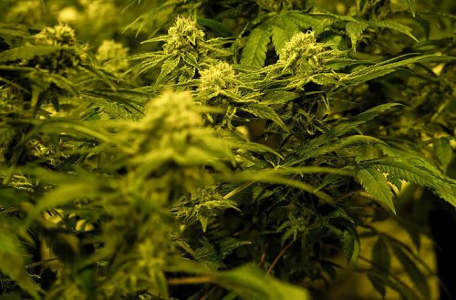 Sachsen-Anhalt: 40 Quadratmeter voller Cannabispflanzen - wachsen nach Rasenaussaat auf Spielplatz