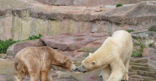 Zuwachs im Tiergarten Nürnberg: Eisbär "Nanuq" zieht ein