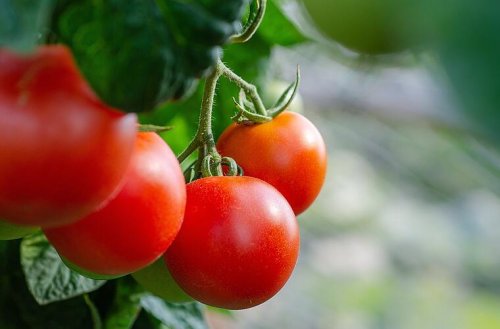Indirekter Dünger für Tomaten: Zwei Hausmittel helfen beim Wachsen