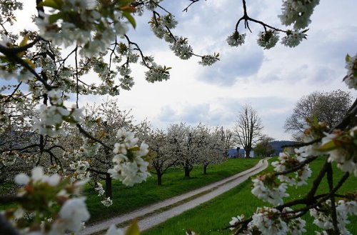 Kirschblüten, Bierwanderung oder Badesee: Fünf Ausflugstipps für den Frühling in Franken