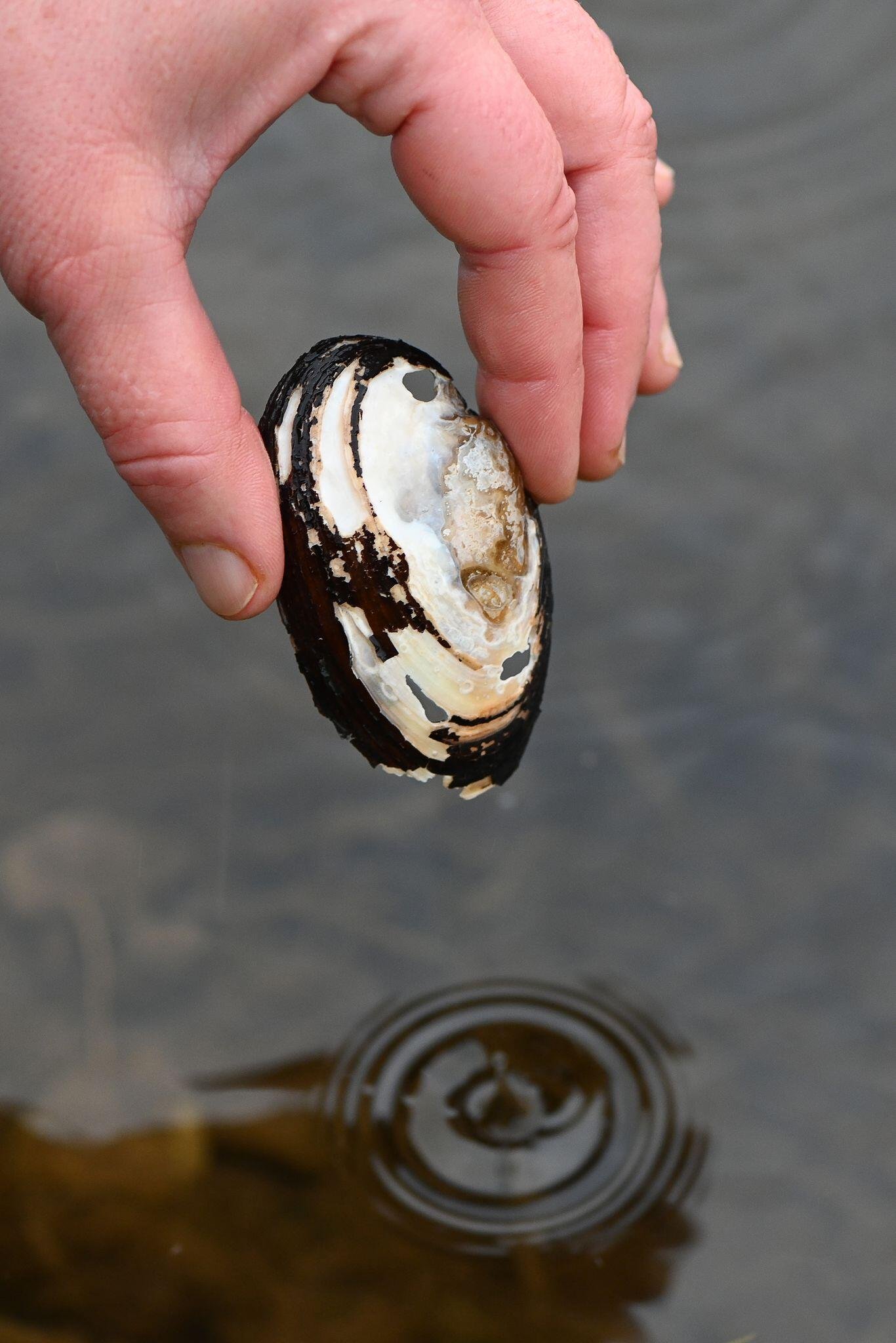 Bedrohte Muschelarten in Pariser Seine entdeckt