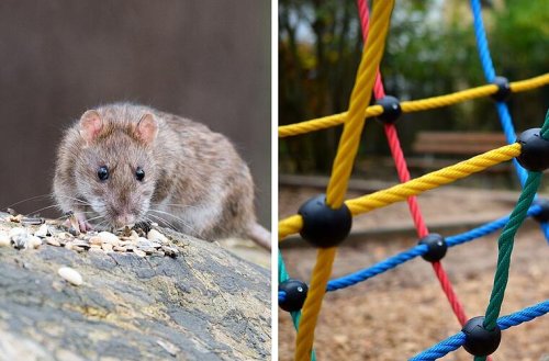 Nürnberg: Spielplatz am Aufseßplatz wegen Rattenplage gesperrt - so gefährlich sind die Nager