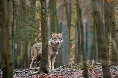 Wildflecken: Mehrere Schafe getötet - Verdacht auf Wolfs-Angriff in der Rhön