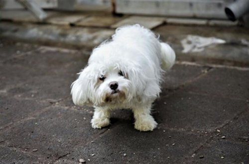 Tierheim Nürnberg: Hilfloser Hund Sony einfach im Stich gelassen - Besitzer "plötzlich nicht mehr erreichbar"